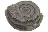 Jurassic Fossil Ammonite (Peronoceras) - United Kingdom #219972-1